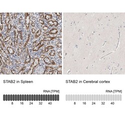 Stabilin-2 Antibody, Novus Biologicals 0.1mL; Unlabeled:Antibodies, Polyclonal